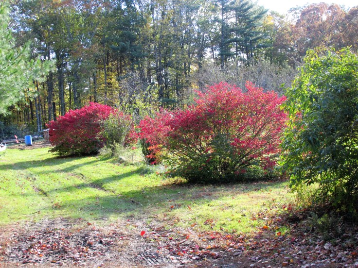 fallbushes2