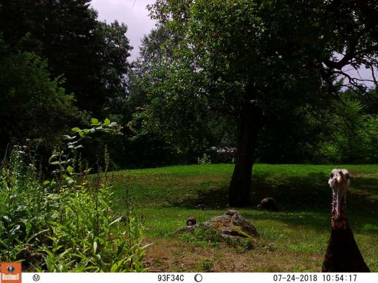turkeys in back yard