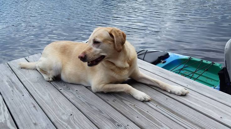 bailey on dock