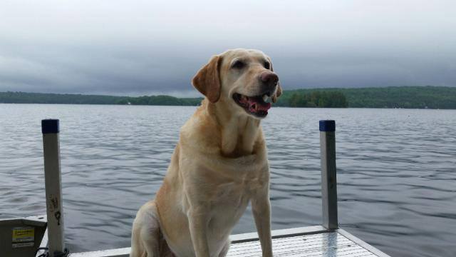 Bailey on dock.jpg