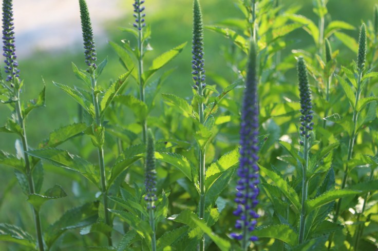 20190709055058_IMG_1640 (1)