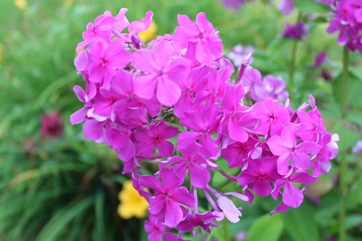 Resized_20190723053200_IMG_1806_6417