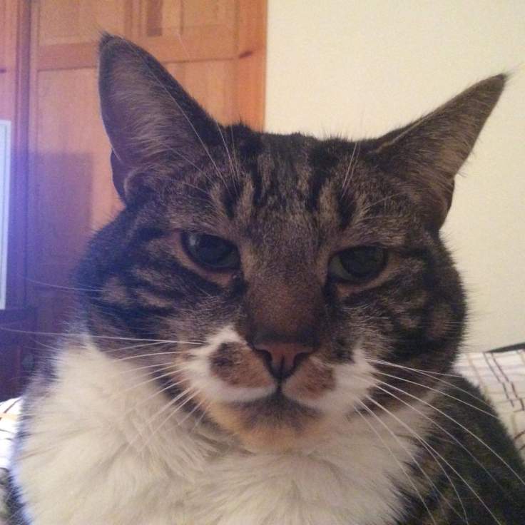 1979142_393895397453874_1269993467497676650_o