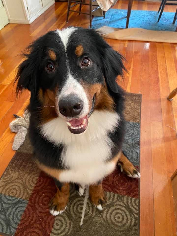 Mabel Feb 23 2020 (1)