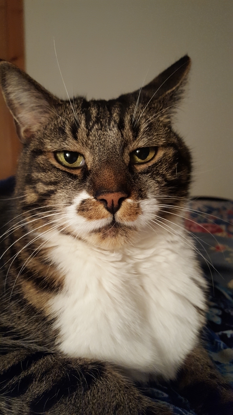 In Memory of Ishi – Designing Mimi